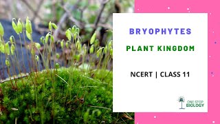 Plant Kingdom  Bryophytes  NCERT  Class 11  Chapter 3  Biology [upl. by Anyd]