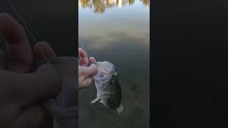 ONE EYED BASS fishinglure bassfishing101 bassfishing fishing [upl. by Annie]