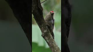 Pájaros Carpinteros  Woodpeckers  Hoffmann  Pico Plateado  Cheje  Bellotero birding aves [upl. by Atiuqahc]