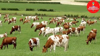 WONDERFUL AYRSHIRE AND SHORTHORN COW DAIRY FARM MODERN TECHNOLOGY CATTLE FARMING COW DAIRY FARMING [upl. by Eniliuqcaj]