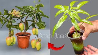 3 techniques to propagate MANGO from apples eggs and garlic for beginnerspropagation techniques [upl. by Sadick]