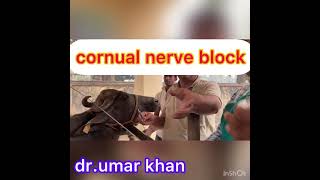 cornual nerve block l amputation of horn l dr umar khan [upl. by Xonel319]