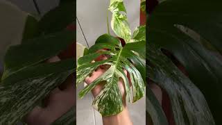 Monstera Variegata Corak Marble diuual 💐plants plantlover [upl. by Pironi]