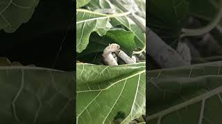 sericulture worms making silk 8th batchபட்டுப்புழு வளர்ப்பில் தேனி கம்பம் பட்டு விவசாயி பிரதாப் [upl. by Morty]