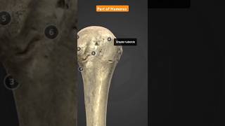 Part Of Humerus Bone shortsvideo anatomy humanbody [upl. by Patman]