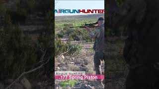 Shot Placement with 177 Spring Piston Air Rifle [upl. by Sinned543]