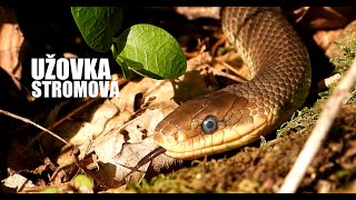 NEJDELŠÍ HAD V ČR  Užovka stromová  Zamenis longissimus  Podyjí Aesculapian snake [upl. by Chandless]