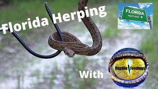 HERPING IN FLORIDA WITH Reptile Feedings 2021 [upl. by Montanez]