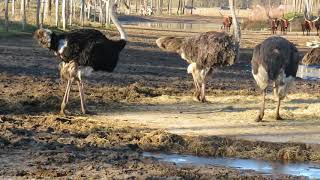 watoessirunderen op safariresort beekse bergen [upl. by Rodolph670]