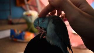 The most aggressive parrotlet [upl. by Tormoria]