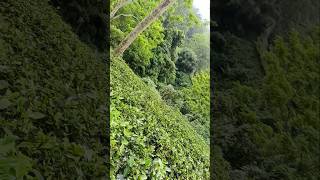 Tea garden Assam song newsong music assamese [upl. by Autum872]