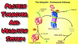 Protein turnover and Ubiquitinproteasome system [upl. by Merl309]