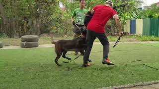 Belgian Malinois Training Protection Owner  Basics Obedience  Basics Command  K9 Dog [upl. by Hceicjow]