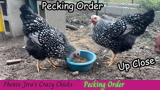 Chicken Pecking Order  20 Weeks Old [upl. by Odie749]