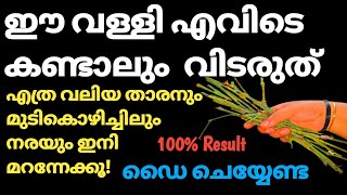 ഈ വള്ളി വീട്ടിലുണ്ടെങ്കിൽ എത്രനരച്ചു മുടിയും കട്ടക്കറുപ്പാക്കാംNatural Hair DyeJobysdreamworld [upl. by Yasnil]