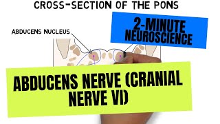 2Minute Neuroscience Abducens Nerve Cranial Nerve VI [upl. by Nilya]