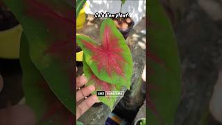 Caladium plant caladium caladiumlovers gardening garden shortsfeed shorts short [upl. by Kalina514]