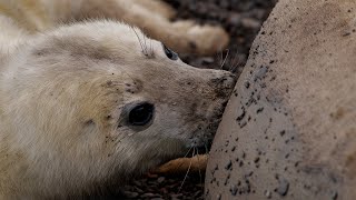 Seal Pup Suckling  Discover Wildlife  Robert E Fuller [upl. by Henryk]