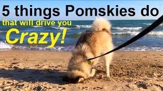 5 annoying things Pomskies do five funny things that will drive Pomsky owners crazy [upl. by Ferdie]