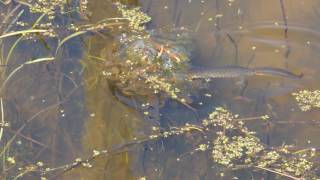 Triturus cristatus great crested newt feeding on Rana dalmatina agile frog eggs in Romania [upl. by Herm]