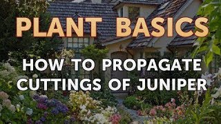 How to Propagate Cuttings of Juniper [upl. by Shwalb]