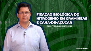 Fixação Biológica do Nitrogênio em Canadeaçúcar e outras Gramíneas  Prof Carlos Crusciol [upl. by Egdamlat]