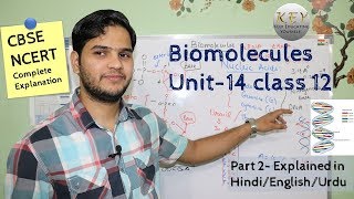 Biomolecules class 12 Chemistry part 2 NCERT Explained in Hindiاردو [upl. by Enilada]