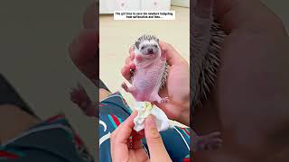 The girl tries to save the newborn hedgehog from suffocation hedgehog babyhedgehog short [upl. by Hunley96]