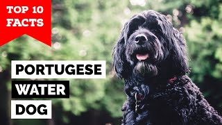 Portuguese Water Dog  Top 10 Facts [upl. by Aven]