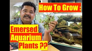 HOW TO GROW Emersed amp Submerged Aquatic Plants  Nature Aquarium plant  Mayur Dev Aquascaper 4K [upl. by Rovner]