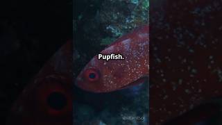 Coelacanth VS Devils Hole Pupfish who wins  Comment below and subscribe🔔for more ai trending [upl. by Charie]