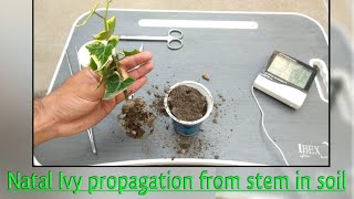 how to grow natal ivy from stem cutting  propagating senecio macroglossus [upl. by Kearney]