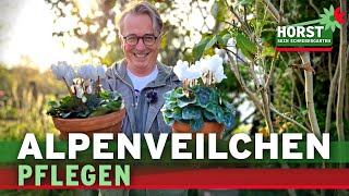 Alpenveilchen pflegen Stauden pflanzen Beete mulchen – 3 Gartentipps  Horst sein Schrebergarten [upl. by Nealy]