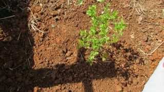 The Basics to Planting Blueberries Acidify the Soil with Peat Moss  The Rusted Garden 2013 [upl. by Quickman]