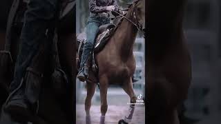 horse horseplay horsesports equestrian horseshow horseracing edit [upl. by Nealey]