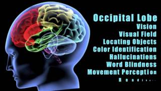 Traumatic Brain Injuries Effects of damage to different lobes of the brain [upl. by Ynagoham]