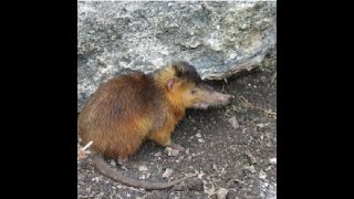 The Hispaniolan Solenodon is considered a living fossil [upl. by Aysa154]