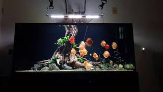 Beautiful Discus Aquarium Tank 141 [upl. by Gasper661]