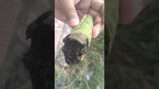 Larvae in Gourd plants plantdisease disease rotten plantcare [upl. by Razaele]