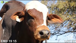 Lot 37  EMD 1915  Oostenwal Boerdery  Road to the Boran National Auction  15 July 2023 [upl. by Panchito]