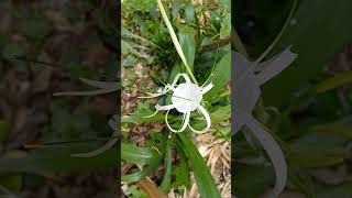 Hymenocallis  lírio aranha [upl. by Teerpnam562]