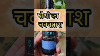 Amazing organic fertilizer for plants  Iffco Sea Secret seaweed plants shorts [upl. by Redmer]