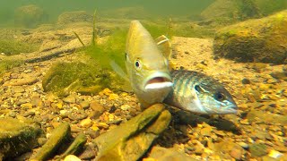 How Do Fish Mate Fish Cam  Fish Bed  West Virginia Cacapon River  Calming Water Sounds [upl. by Mercier56]