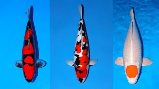 Amazing Doitsu Showa  All Japan Young Koi Show [upl. by Nwahsan816]