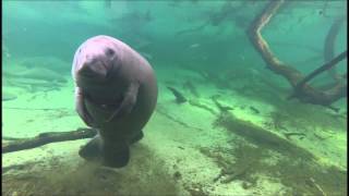 Dancing Manatee [upl. by Cristionna110]