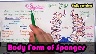 Canal system in Porifera  Canal system in sponges  water canal system in Porifera [upl. by Elac]