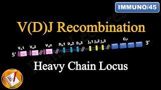 VDJ Recombination PART 2  Ig Heavy Chain Locus FLImmuno45 [upl. by Iduj]