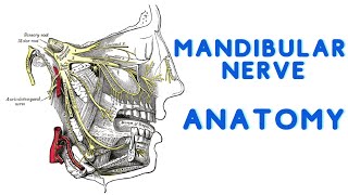 Mandibular nerve  Lecture and Dissection [upl. by Conrado]