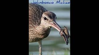 sonya7r4 sony200600 Eurasian whimbrel by Johnbosco Michael shorts viralvideo trending bird [upl. by Iahcedrom195]