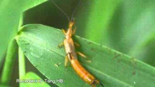 Earwigs Dermaptera stretching out hindwings [upl. by Shepley]